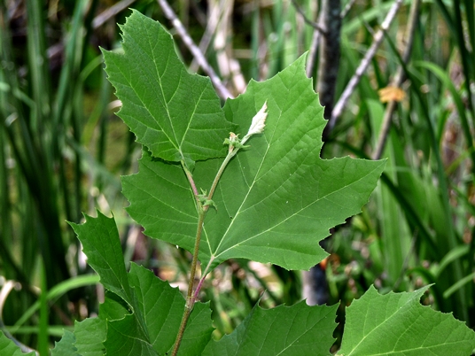 {Platanus occidentalis}
